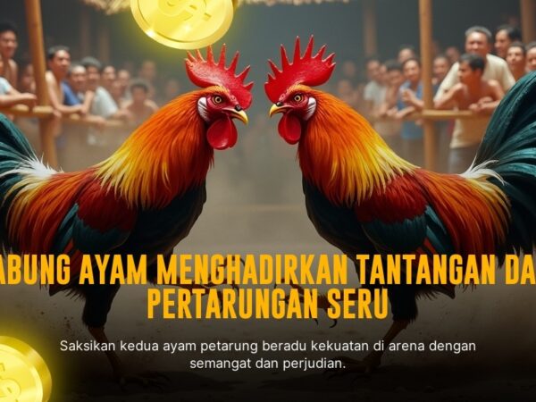 Mengenal Jenis Ayam Bangkok di Sabung Ayam SV388